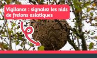 Vigilance : signalez les nids de frelons asiatique